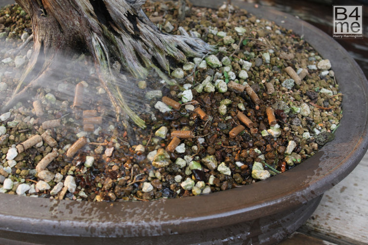 bonsai fertilizer